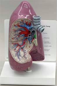 Lung Model