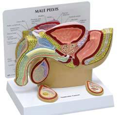 Male Pelvis Cross Section