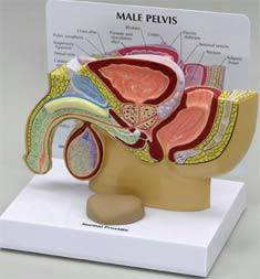 Male Pelvis Cross Section w/ Enlarged Prostates