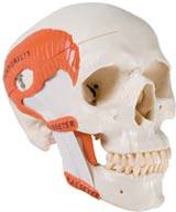 Masticatory Muscles Skull Model