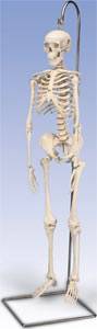 Mini Hanging Skeleton