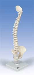 Mini Human Spinal Column Model