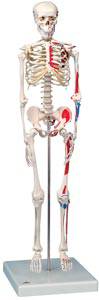 Mini Skeleton with Muscles Mounted on Base
