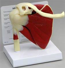 Muscled Shoulder Joint Model