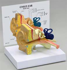 Child Ear Model