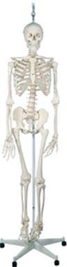 Physiological Skeleton Model