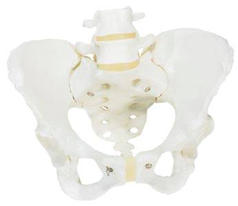 Professional Female Pelvic Skeleton