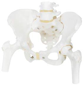 Female Pelvic Skeleton Model