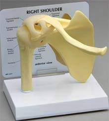 Shoulder Joint Model