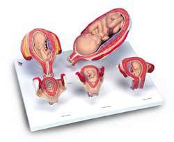 Stages of Development Model Series