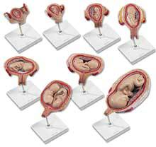 Stages of Development Pregnancy Model