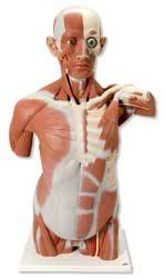 Standard 27 Part Muscle Torso Model