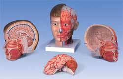 Head and Neck Model