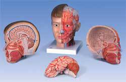 Standard 4 Part Head and Neck Model