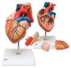 Heart w/ Esophagus and Trachea Model