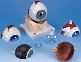 Standard Anatomical Eye Model