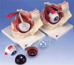 Anatomical Eye Model