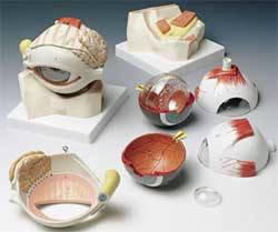 Anatomical Eye Model