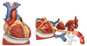 Standard Anatomical Heart on Dia