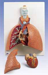 Anatomical Lung Model