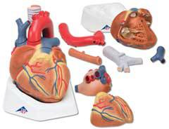 Anatomical Heart Model