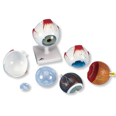 Standard Anatomical Eye Model