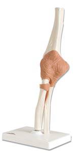 Elbow Joint Model