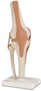 Functional Knee Joint Model