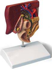 Standard Anatomical Gall Stone Model