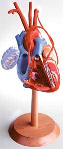 Standard Anatomical Human Heart Model