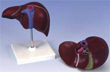 Standard Anatomical Liver With Gall Bladder Model