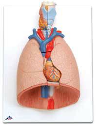 Standard Anatomical Lung Model w/ Larynx