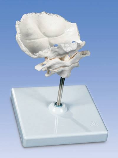 Occipital Plate Model