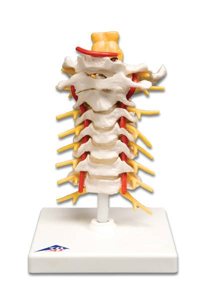 Anatomical Vertebral Column Model, Cervical Vertebrae Anatomy Models