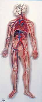 Standard Circulatory System Model