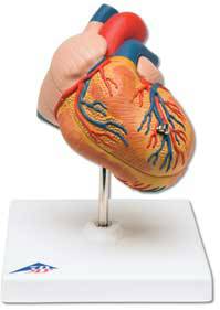 Anatomical Heart Model  