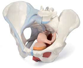 Standard Female Pelvis Model  