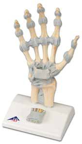 Standard Hand Skeleton Model