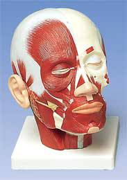 Standard Head Musculature Model