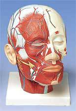 Standard Head Musculature w/ Blood Vessels Model