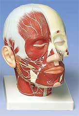 Standard Head Musculature Nerves Model