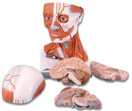 Head and Neck Musculature Model