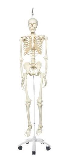 Standard Human Skeleton - Hanging Stand