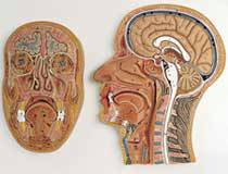 Median and Frontal Section of the Head Model
