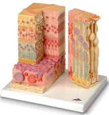 Standard Micro-Anatomical Eye Model