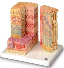 Standard Micro-Anatomical Eye Model