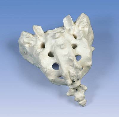 Standard Sacrum and Coccyx Model