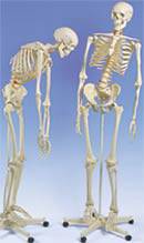 Flexible Skeleton Model