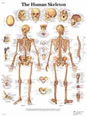 The Human Skeleton Chart Two Metal Eyelets