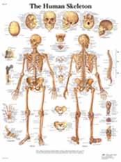 Human Skeleton Chart